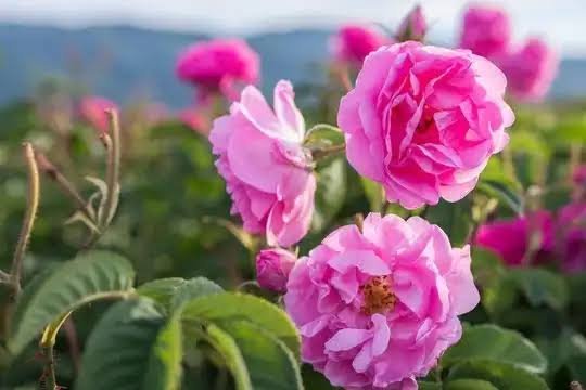  عکس انواع گل محمدی