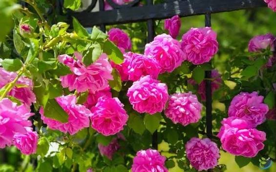  عکس انواع گل محمدی