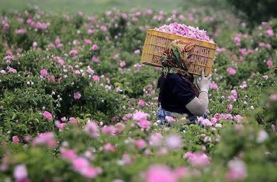  عکس انواع گل محمدی