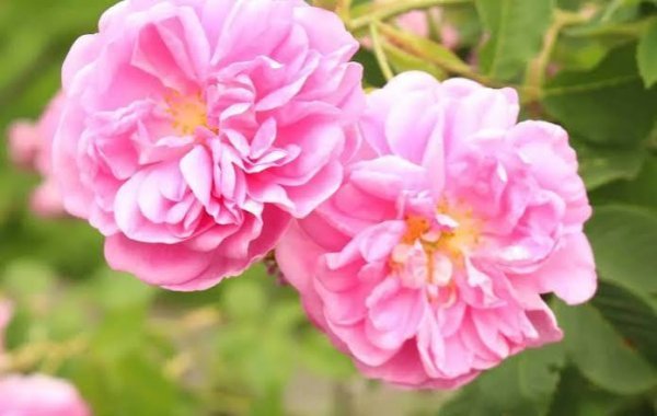  عکس انواع گل محمدی