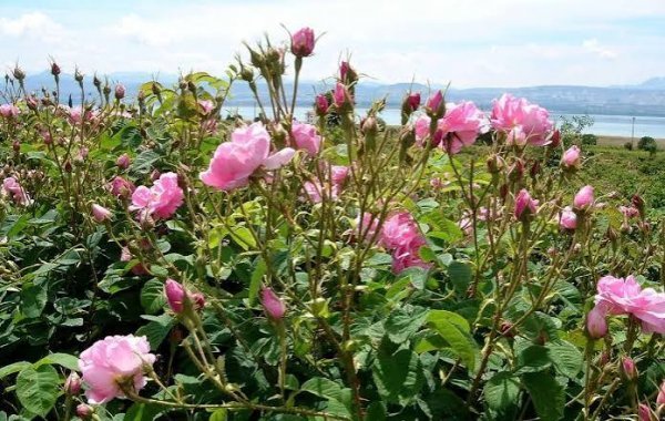  عکس انواع گل محمدی