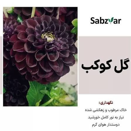 عکس گل کوکب سیاه