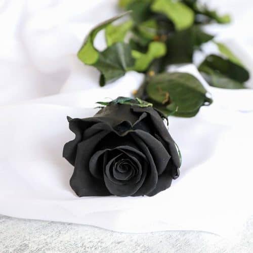  عکس گل کوکب سیاه