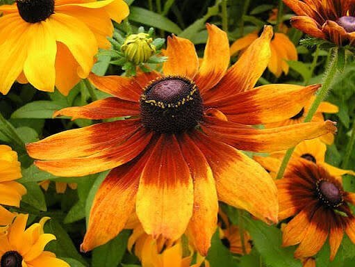  عکس گل کوکب زرد