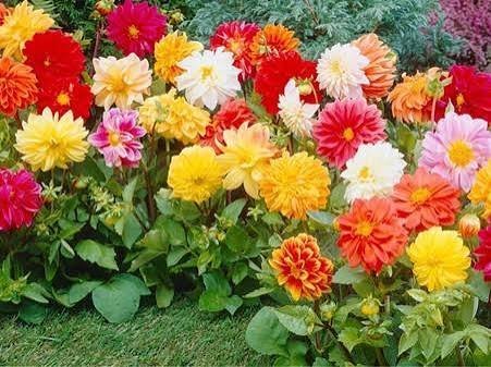  عکس گل کوکب زرد