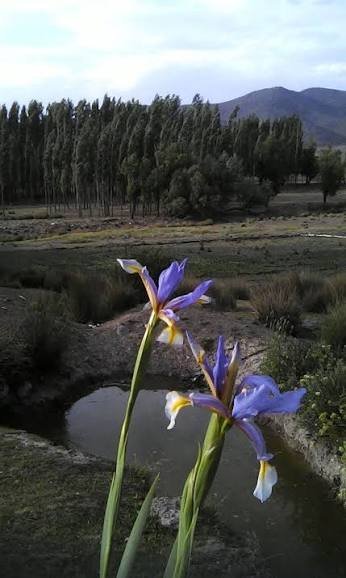 عکس انواع گل زنبق وحشی