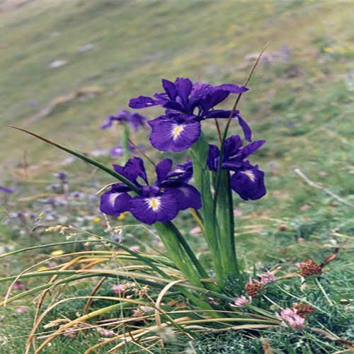  عکس انواع گل زنبق وحشی