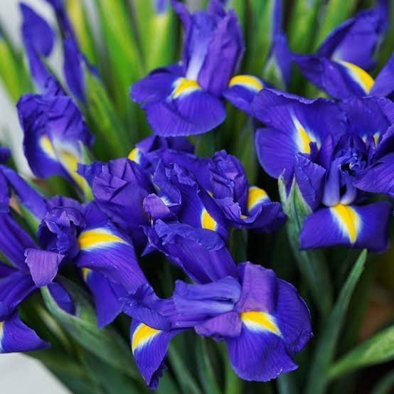  عکس انواع گل زنبق وحشی