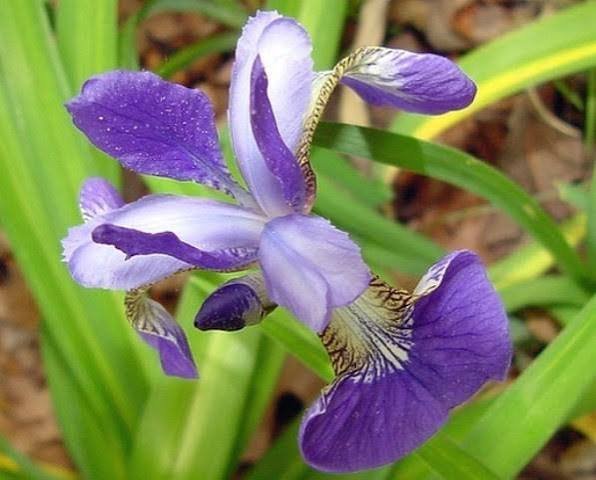  عکس انواع گل زنبق وحشی