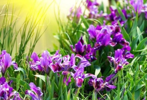  عکس انواع گل زنبق وحشی