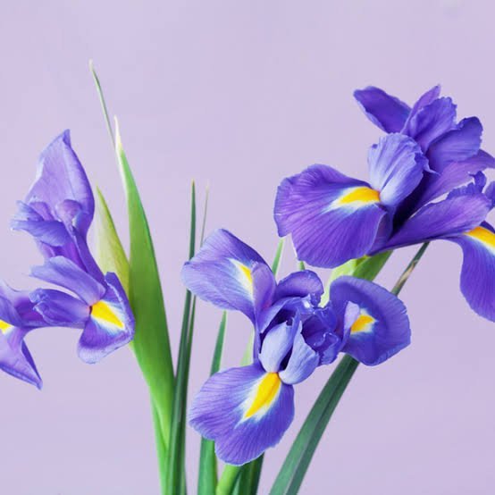  عکس انواع گل زنبق وحشی