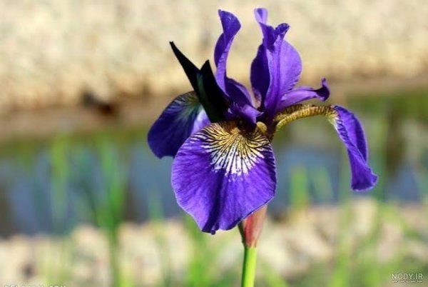 عکس انواع گل زنبق وحشی