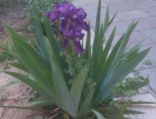  عکس انواع گل زنبق وحشی