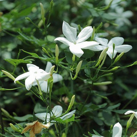  عکس انواع گل یاس