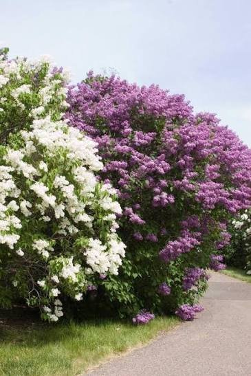  عکس انواع گل یاس