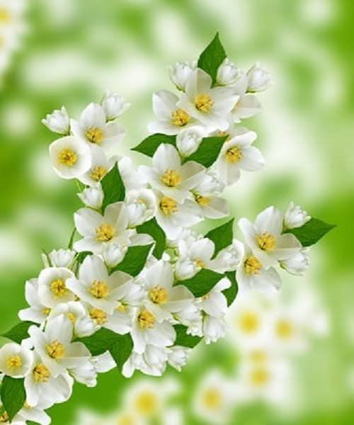  عکس انواع گل یاس