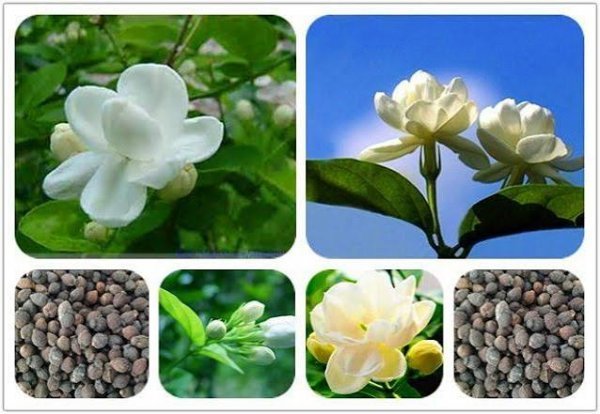  عکس انواع گل یاس