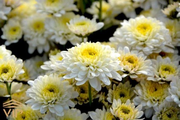  عکس گل داوودی زرد