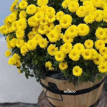  عکس گل داوودی زرد