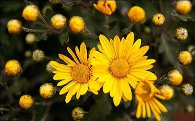  عکس گل داوودی زرد