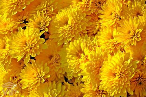  عکس گل داوودی زرد