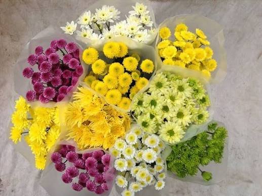  عکس گل داوودی زرد