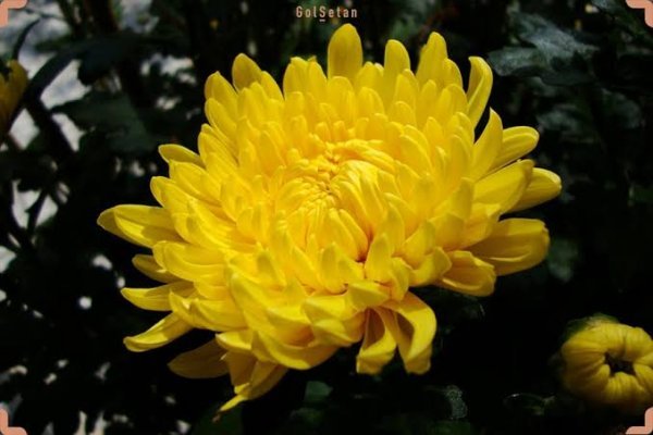  عکس گل داوودی زرد