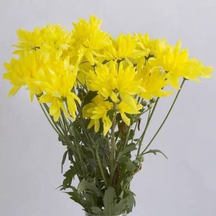  عکس گل داوودی زرد