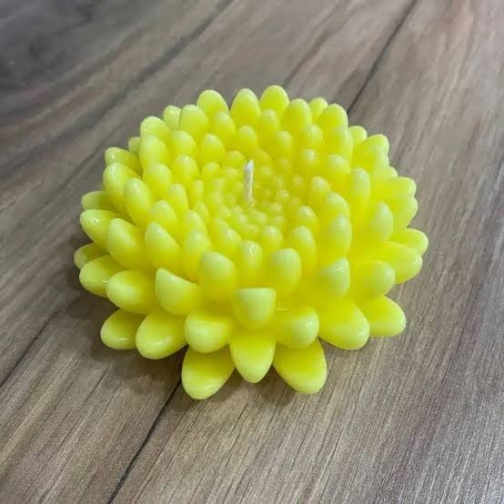  عکس گل داوودی زرد