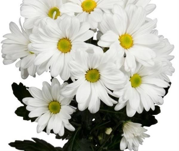 عکس گل داوودی سفید