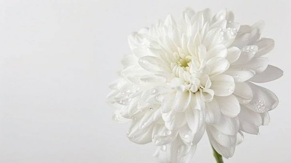  عکس گل داوودی سفید