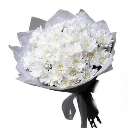  عکس گل داوودی سفید