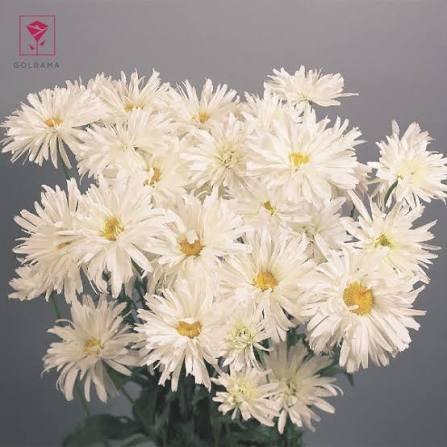  عکس گل داوودی سفید