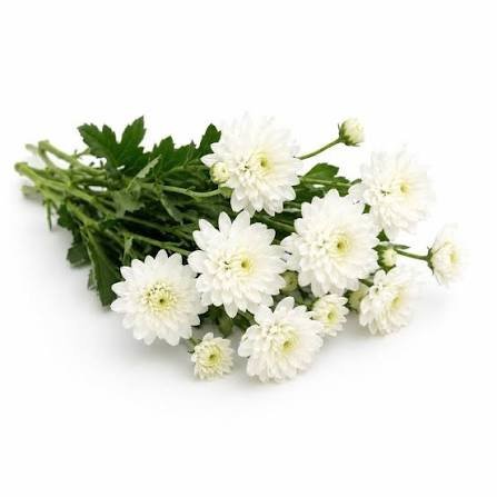  عکس گل داوودی سفید