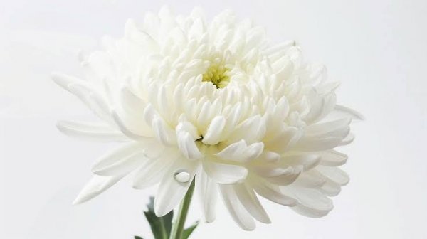  عکس گل داوودی سفید