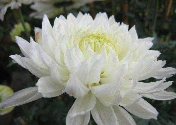  عکس گل داوودی سفید