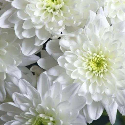  عکس گل داوودی سفید