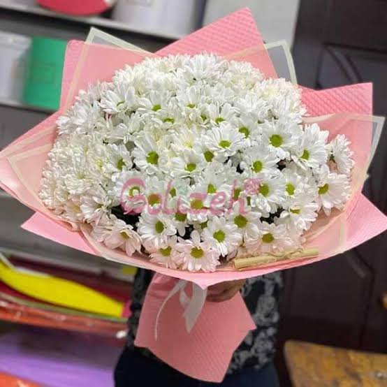  عکس گل داوودی سفید