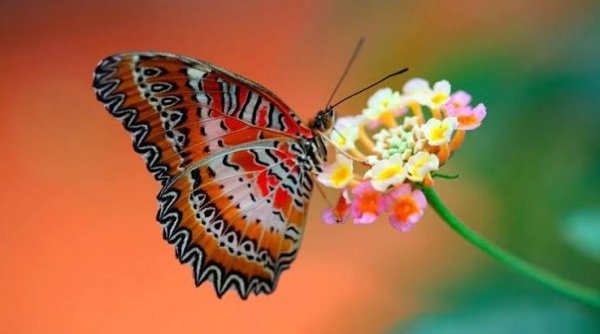  دانلود عکس پروانه زیبا روی گل ها برای پروفایل