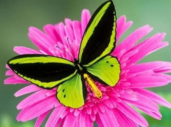  دانلود عکس پروانه زیبا روی گل ها برای پروفایل