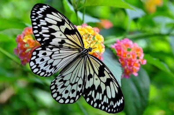  دانلود عکس پروانه زیبا روی گل ها برای پروفایل