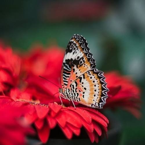  دانلود عکس پروانه زیبا روی گل ها برای پروفایل