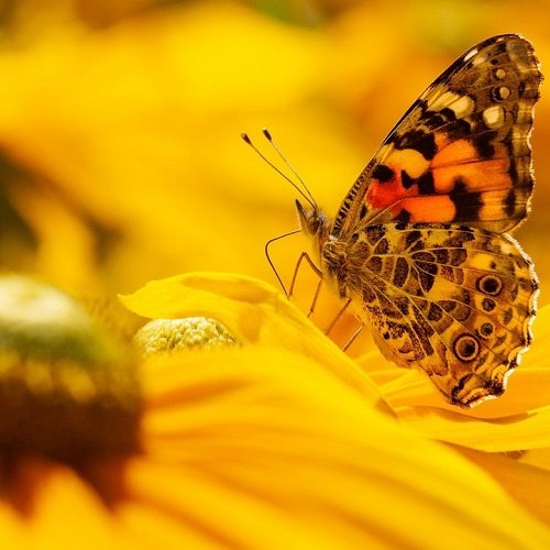  عکس پروفایل پروانه دخترانه