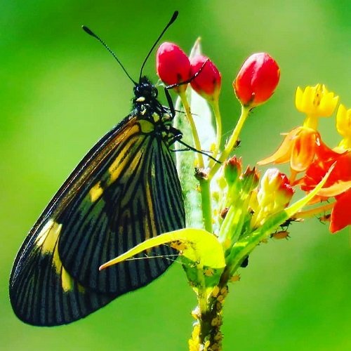  عکس پروفایل پروانه دخترانه