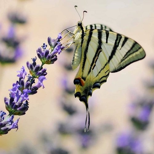 عکس گل و پروانه برای پروفایل