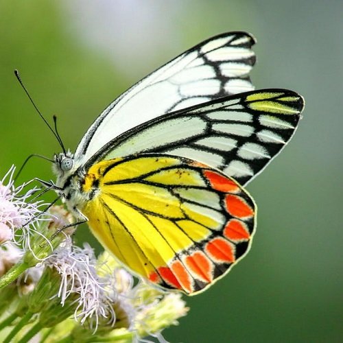 عکس گل و پروانه برای پروفایل
