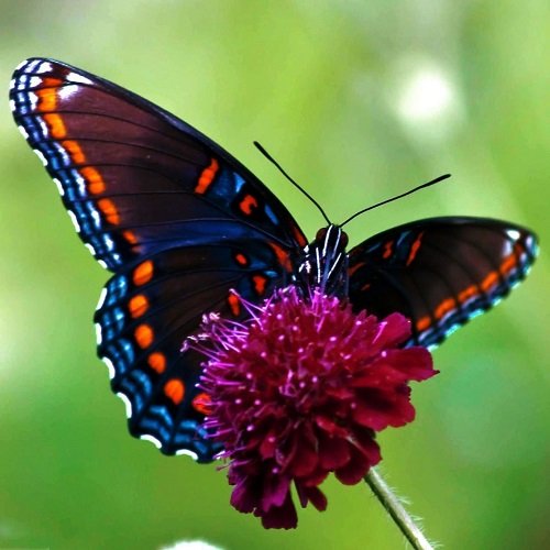  عکس گل و پروانه برای پروفایل