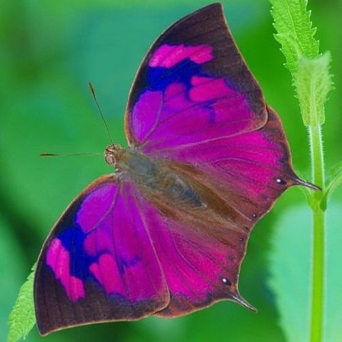  عکس گل و پروانه برای پروفایل