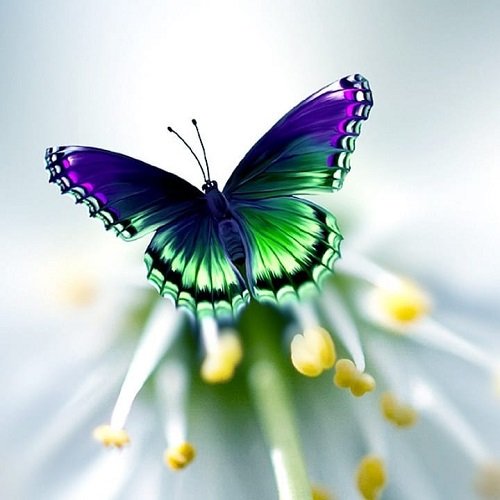  عکس گل و پروانه برای پروفایل