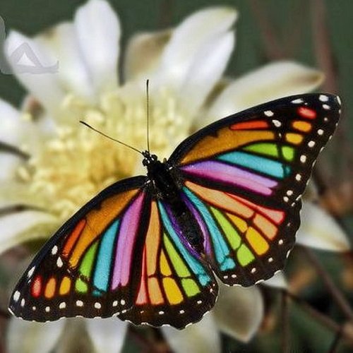  عکس گل و پروانه برای پروفایل